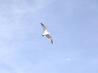 Seagull