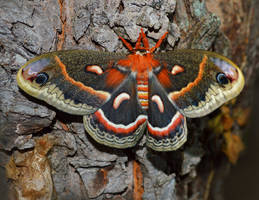 Cecropia Moth