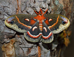 Cecropia Moth