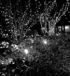 Over A Lighted Hedge