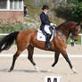 dressage