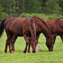 Horse Trio