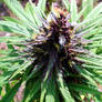 Purple Power Marijuana 2