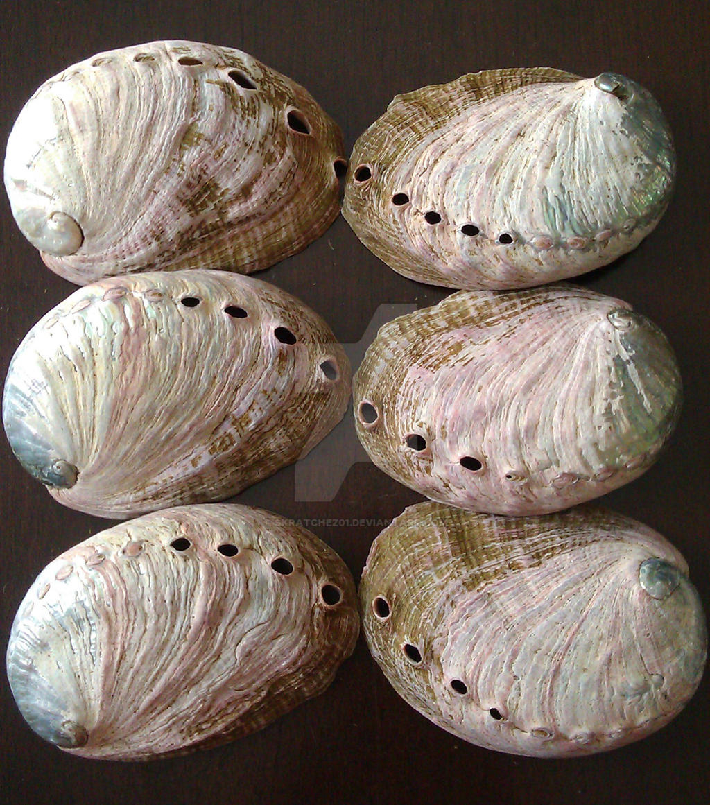 Shell symetry by skratchez01 on DeviantArt