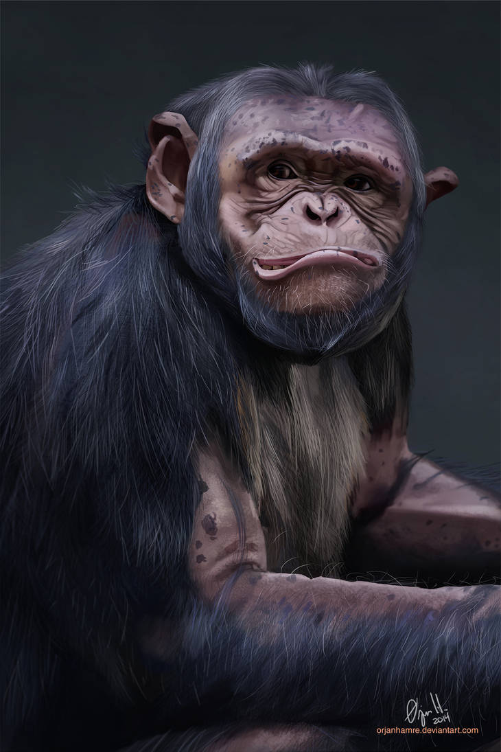 Deviantart Chimp Chimpanzee by OrjanHamre on DeviantArt