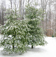 Winter Trees