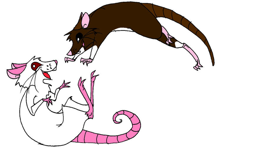 Playing rats colored