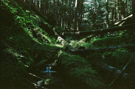 Forest Brook