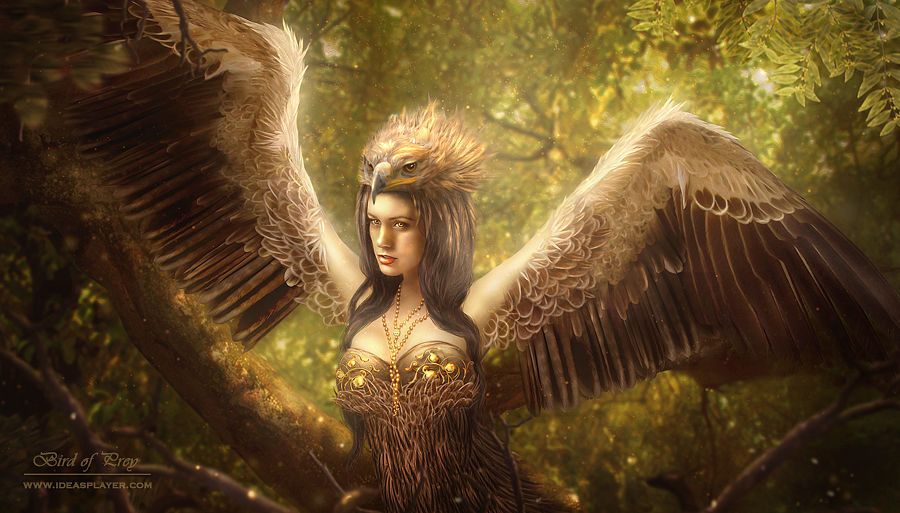 Bird of Prey by PetyaPlamenova Bird of Prey by PetyaPlamenova