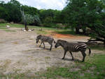 Zebra by Peace-of-Art