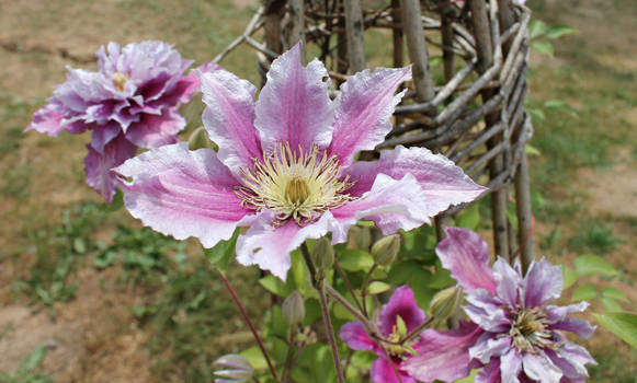 Garden flowers