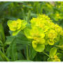 EUPHORBIA