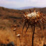 Autumn Thistle