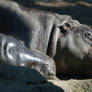 Napping Hippos