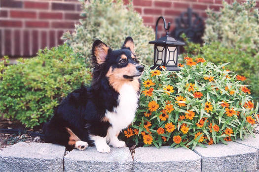 Rocky by the Garden