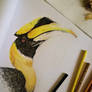 Hornbill Drawing WIP