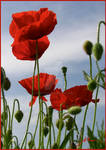 poppy-field I by Marutca