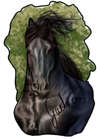 DA: Friesian stallion