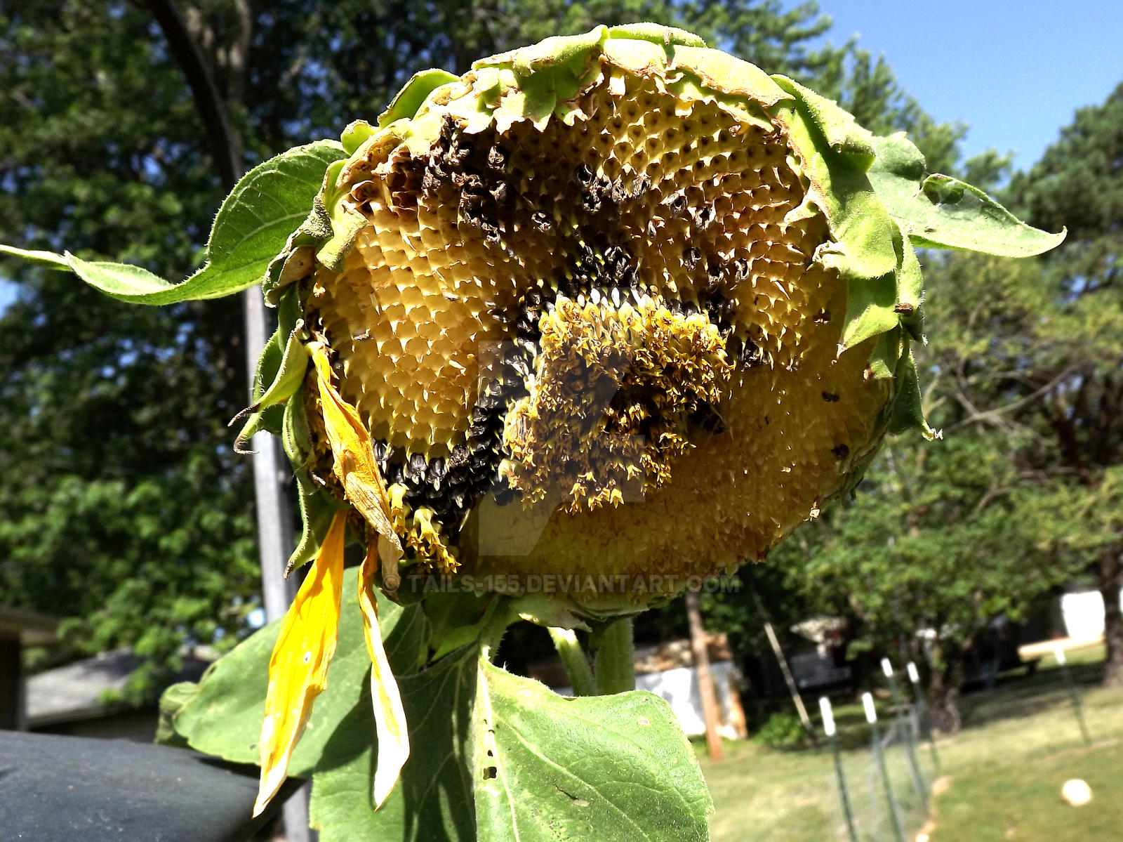 Day 27 - Daily Sunflower Pictures