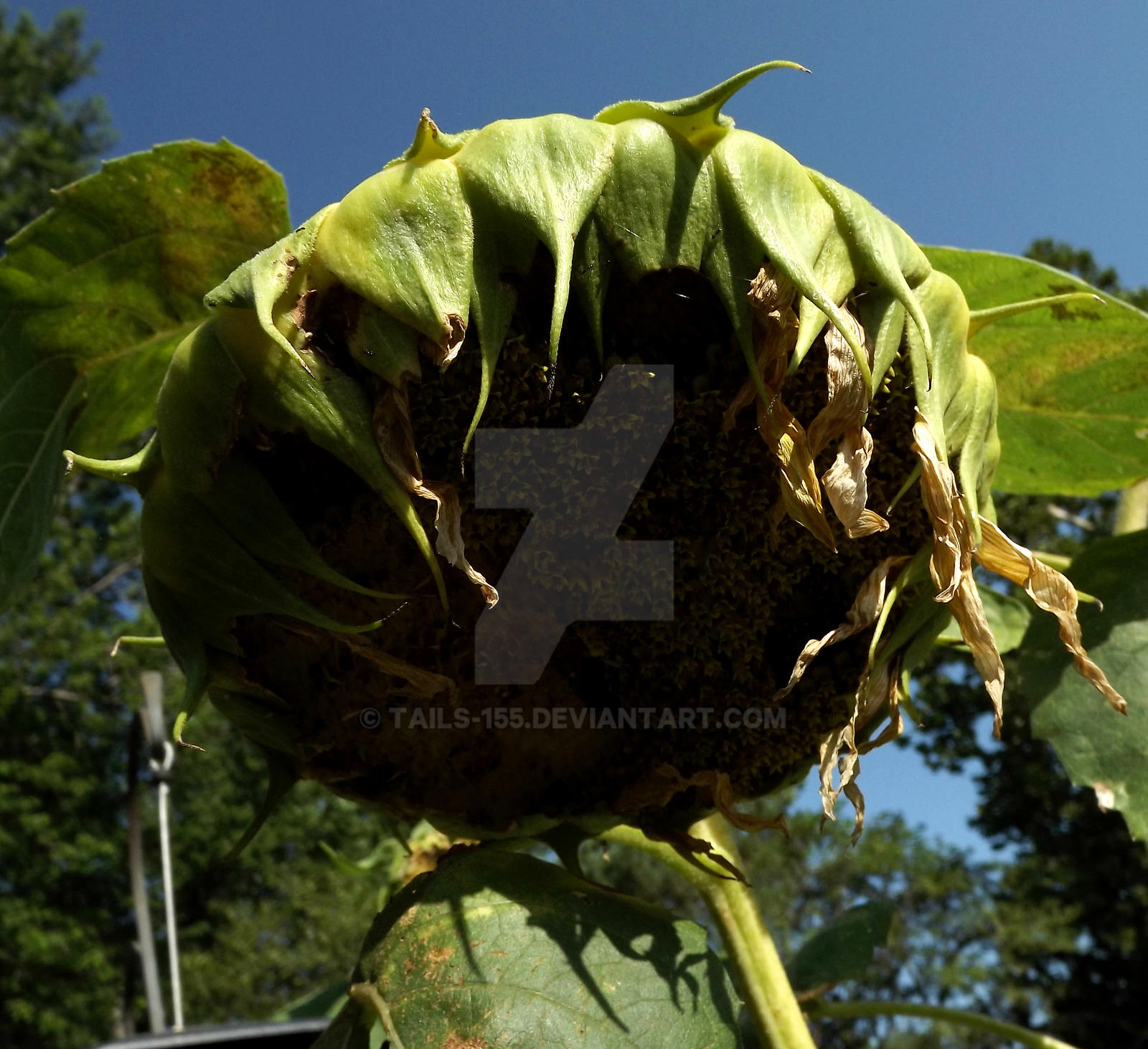 Day 28 - Daily Sunflower Pictures