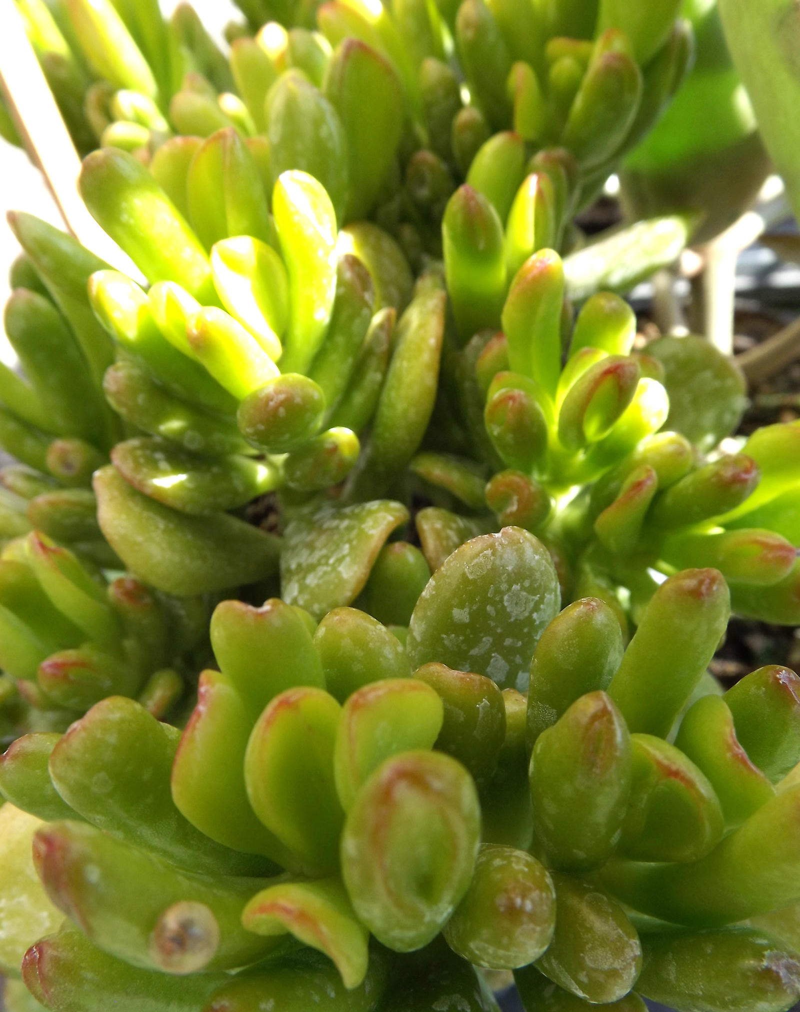 Farmer's Market Plants