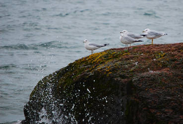 Seagulls