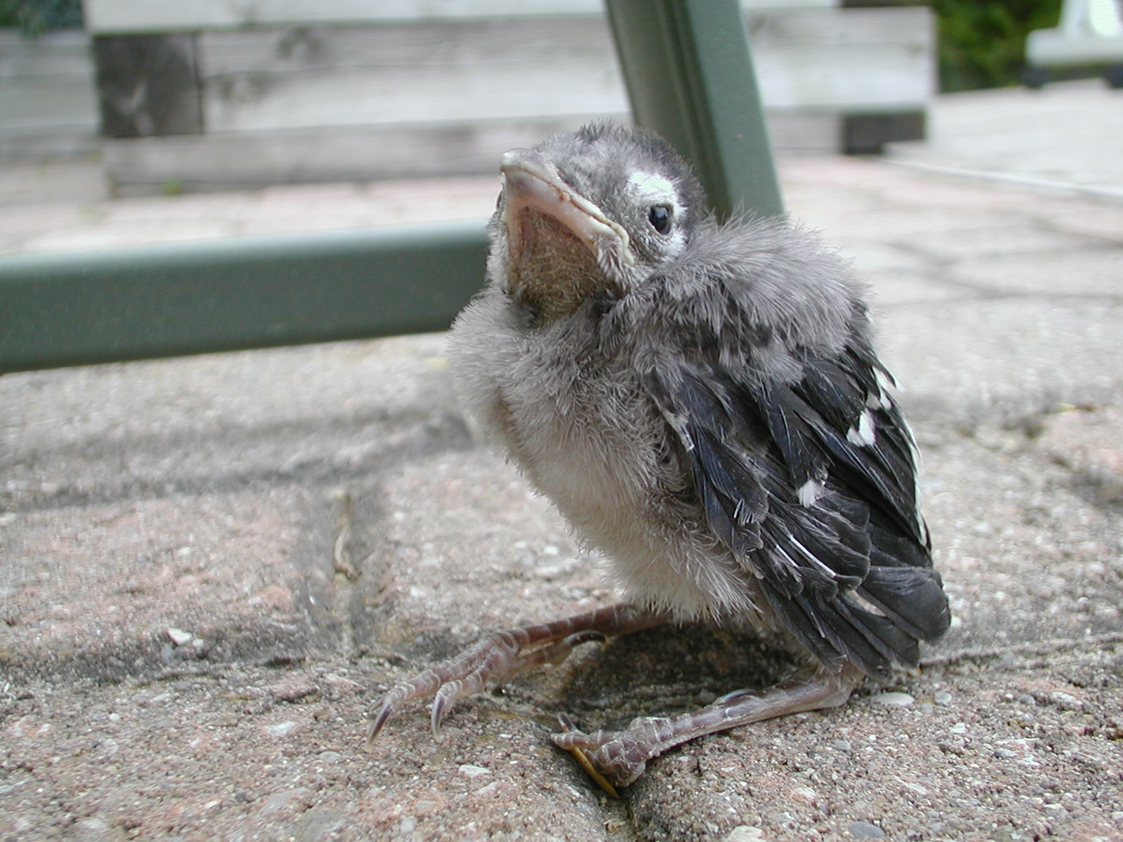 Baby Blue Jay 1 By Exor Stock On Deviantart