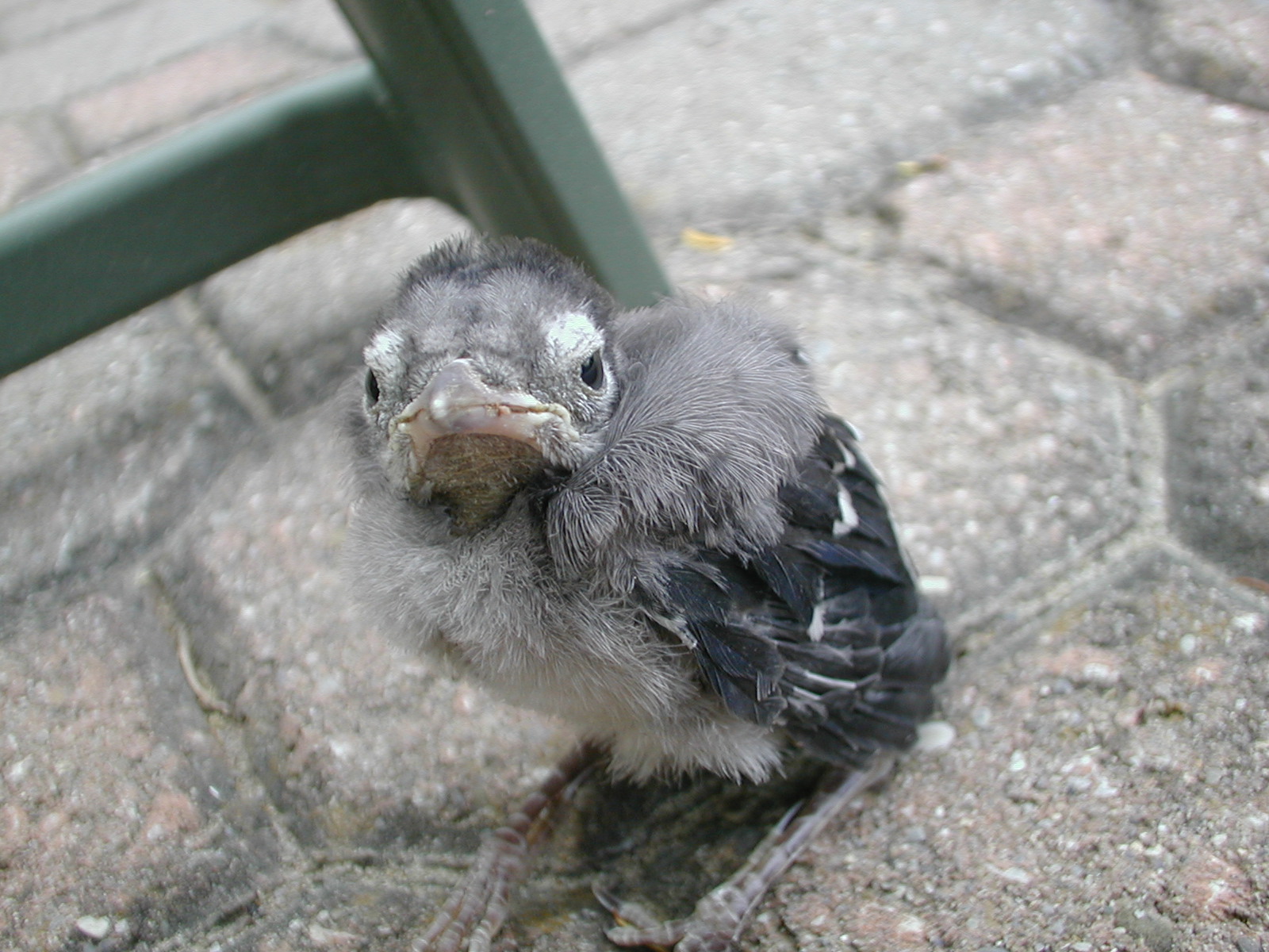 baby blue jay 2