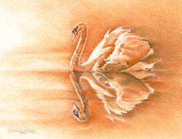 Sanguin Swan