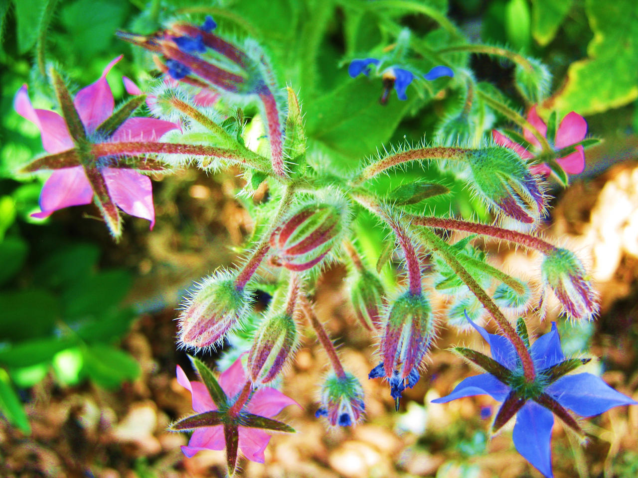 multicolor starspines