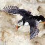 Puffin in flight at Bempton