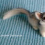 Needle felted Canadian Marble fox