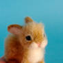 Needle felted orange bunny