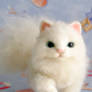 White kitty II