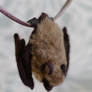 Needle felted brown bat 3