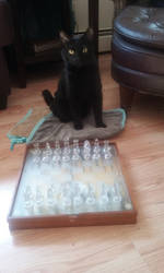 My Cat Playing Chess W/ Me~