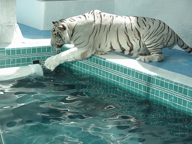 White tiger