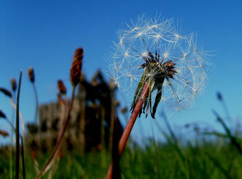 A dandy lyin' near the abbey