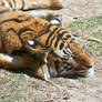 Tired Tiger