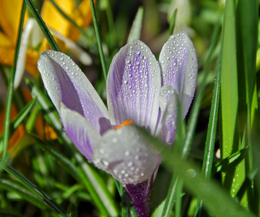 crocus