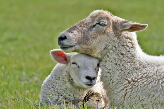 sheeplove