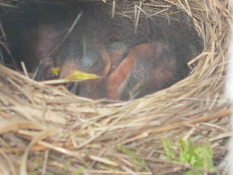 Baby Birds2