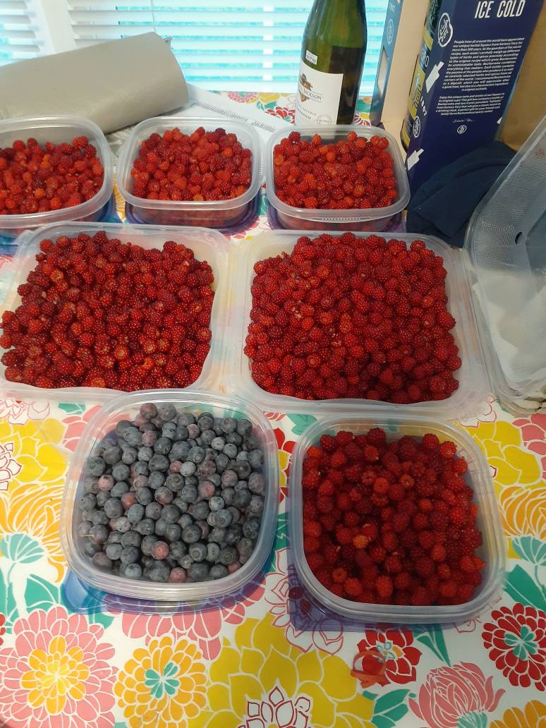 Raspberry Fields Forever by Blackdog7777 on DeviantArt