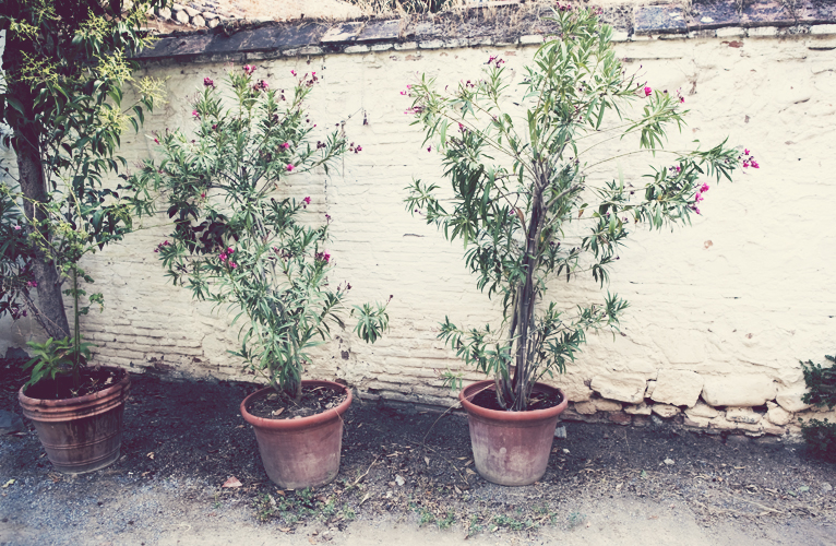 terracotta and sweet flowers