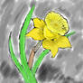 Daffodil