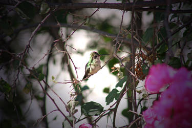 Hummingbird 2