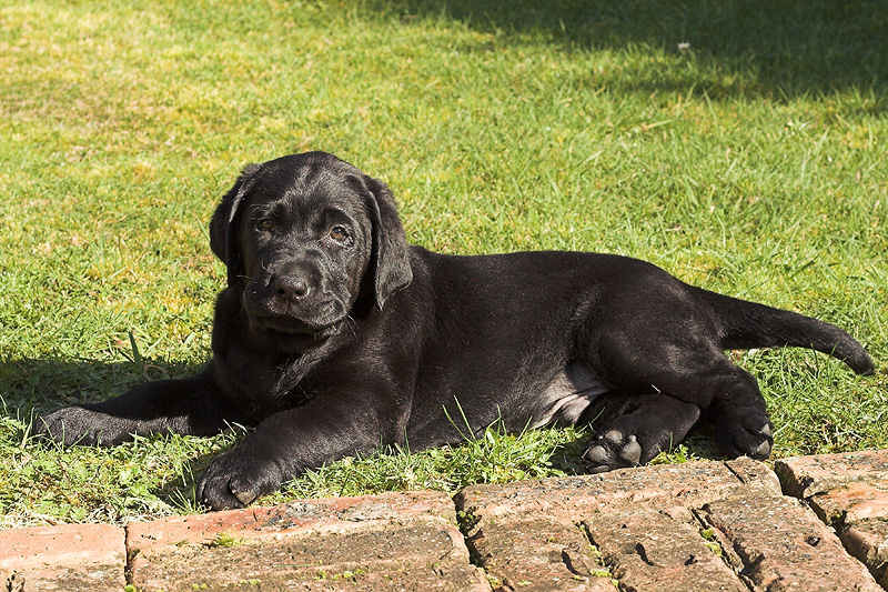 Labrador Puppy Posing