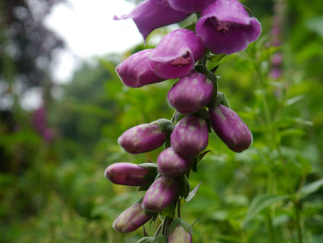 Fox Gloves