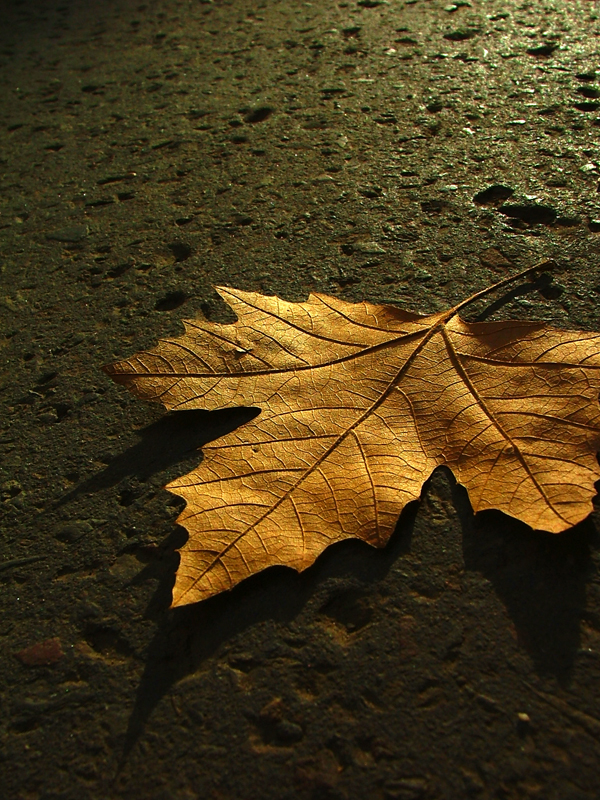 Dry leaf