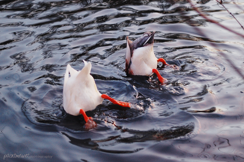 Duck-diving